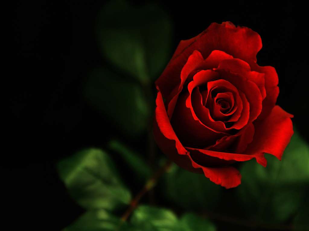 pretty-red-rose.jpg