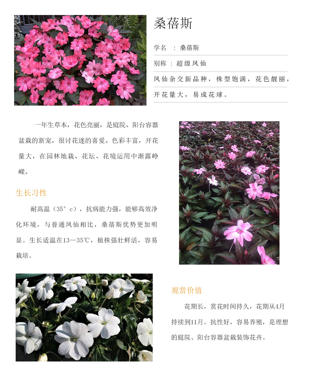 桑蓓斯.jpg