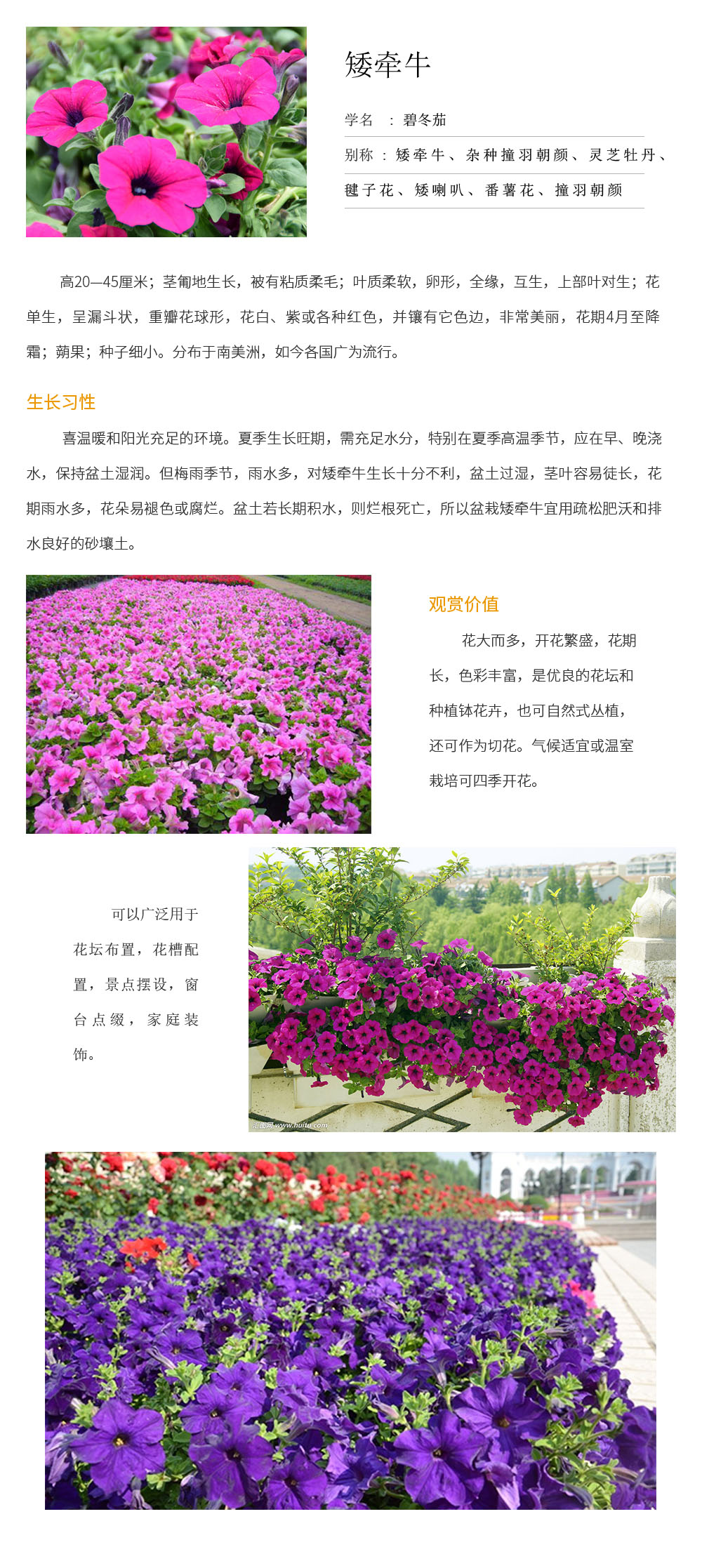 矮牽牛.jpg